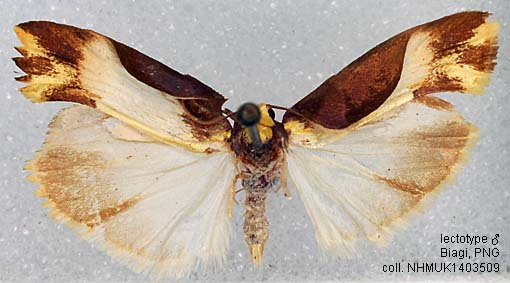 Papua Insects Foundation (Lepidoptera/Erebidae(Arctiinae)/Megalobosia ...
